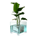 Crystal Clear Cube Planter – Modern Transparent Decor Pot
